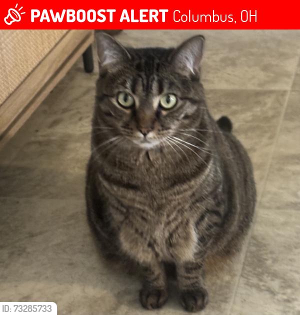 Lost Female Cat last seen Genteel drive, Columbus, OH 43123