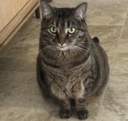Lost Female Cat last seen Genteel drive, Columbus, OH 43123
