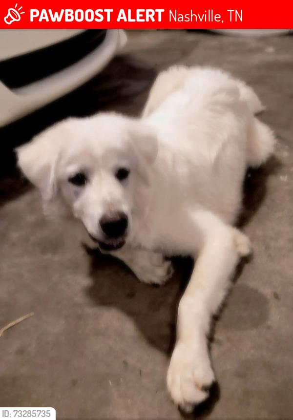 Lost Male Dog last seen Antioch, Nashville, TN 37013