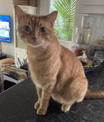 Reunited Male Cat last seen Peden Street betweeen Bomar and Hazel in the Montrose area, Houston, TX 77006