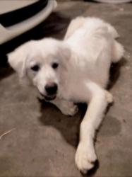 Lost Male Dog last seen Antioch, Nashville, TN 37013