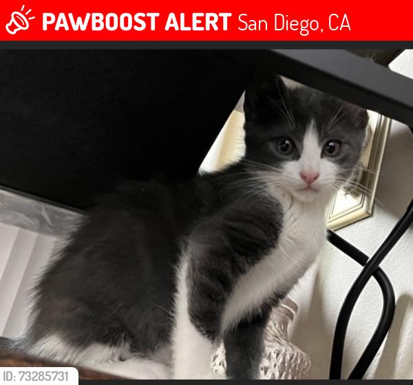 Lost Female Cat last seen Mission Center Court, San Diego, CA 92108