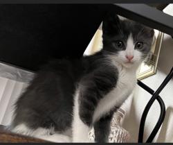 Lost Female Cat last seen Mission Center Court, San Diego, CA 92108
