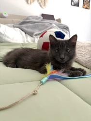 Reunited Female Cat last seen City lights drive, Aliso Viejo, CA 92656