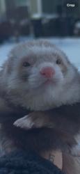 Lost Female Ferret last seen Battlefield S, Chesapeake, VA 23322