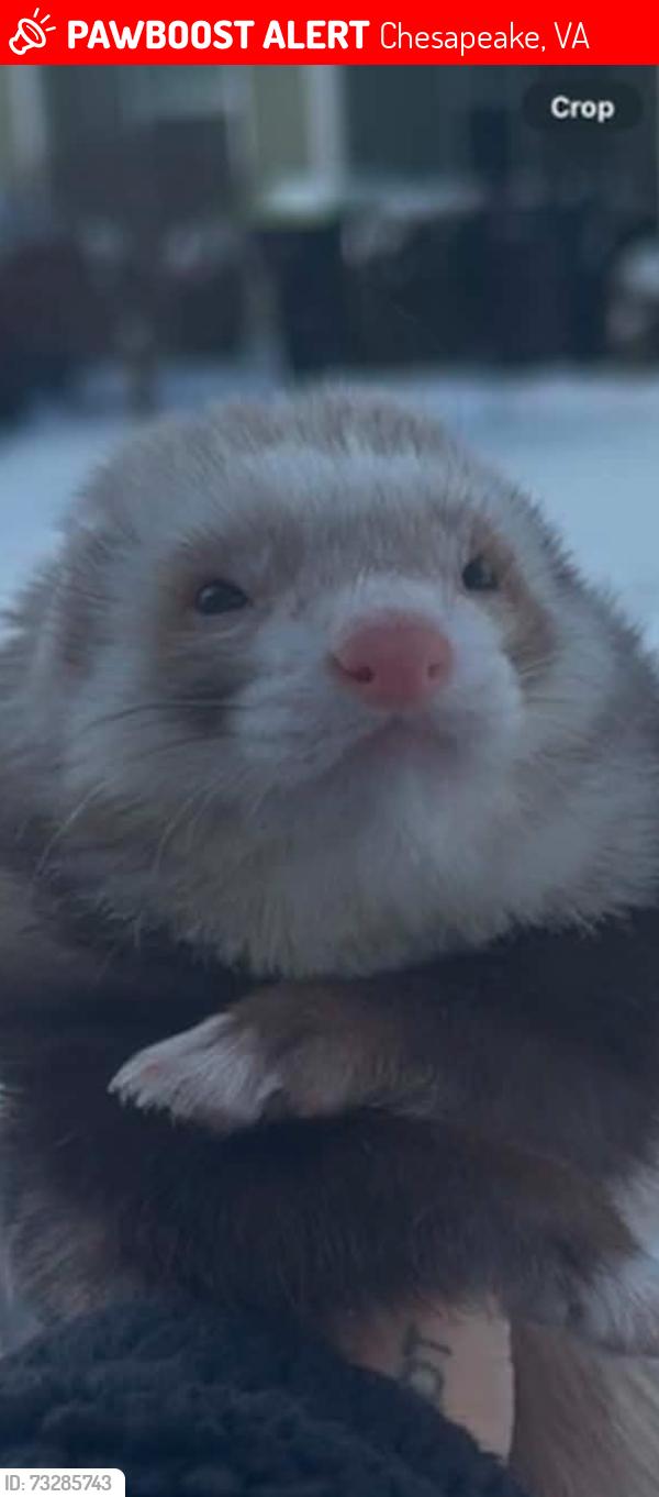 Lost Female Ferret last seen Battlefield S, Chesapeake, VA 23322