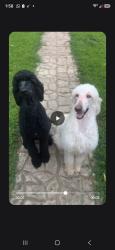 Lost Female Dog last seen Aztec Dr, Jackson, TN 38305