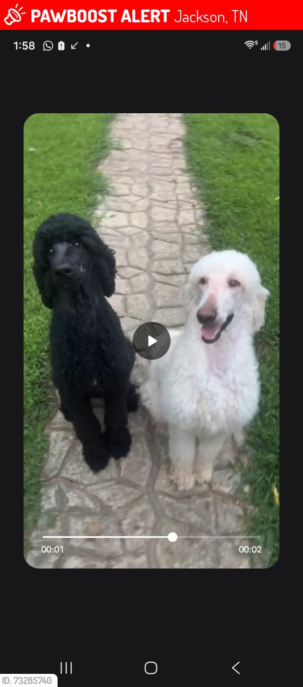 Lost Female Dog last seen Aztec Dr, Jackson, TN 38305
