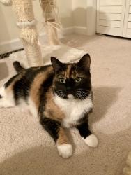 Lost Female Cat last seen Chapel Hill Road, Cary, NC 27513