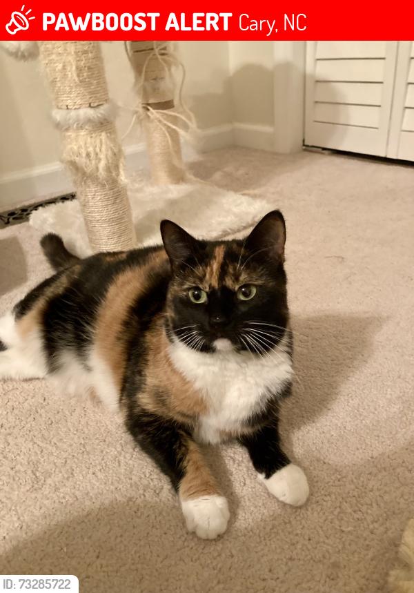 Lost Female Cat last seen Chapel Hill Road, Cary, NC 27513