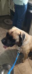 Found/Stray Male Dog last seen 439/44A, Eustis, FL 32726