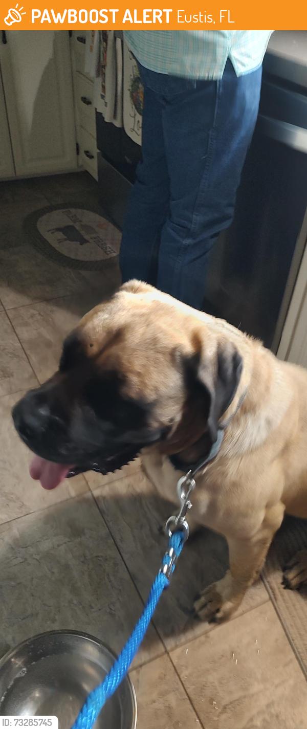 Found/Stray Male Dog last seen 439/44A, Eustis, FL 32726