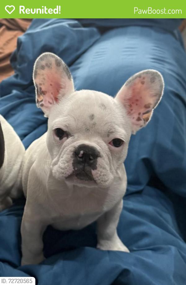 Reunited Female Dog last seen Aetna way and loupe street, San Jose, CA 95121