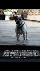 Lost Male Dog last seen At home, Lehighton, PA 18235