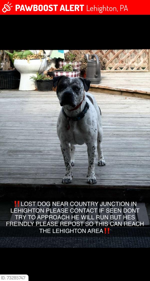 Lost Male Dog last seen At home, Lehighton, PA 18235