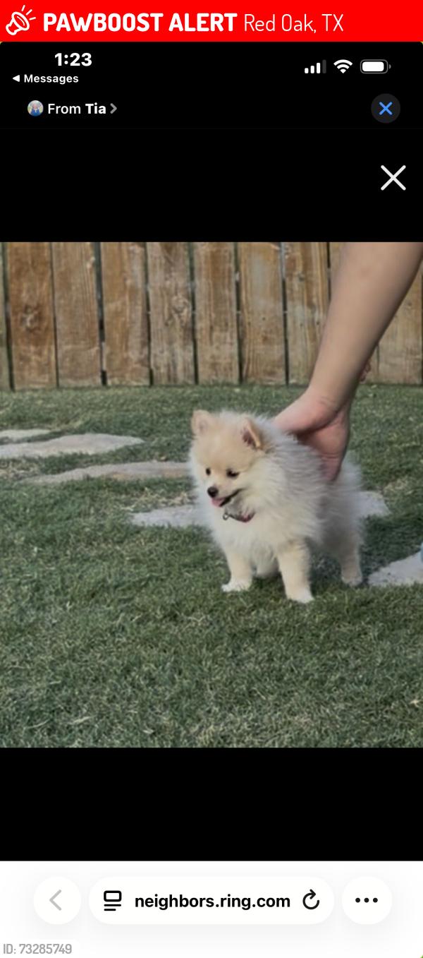 Lost Female Dog last seen Westmoreland and lariat circle, Red Oak, TX 75154