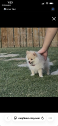 Lost Female Dog last seen Westmoreland and lariat circle, Red Oak, TX 75154