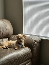 Reunited Male Dog last seen 36th st between baseline rd and 4th st, Bloomingdale Township, MI 49055