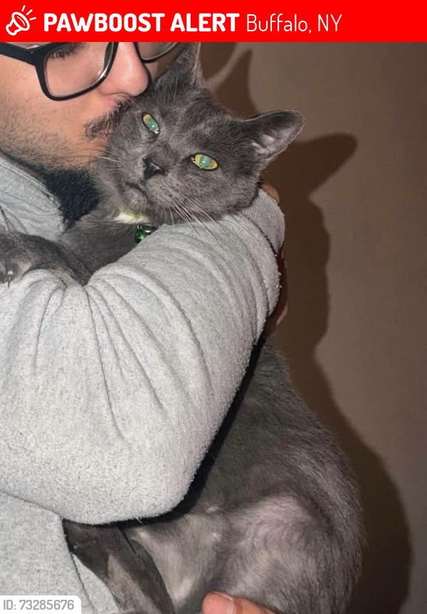 Lost Male Cat last seen west delavan & dewitt, down the street from School 19, Buffalo, NY 14213
