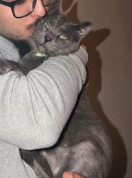 Lost Male Cat last seen west delavan & dewitt, down the street from School 19, Buffalo, NY 14213
