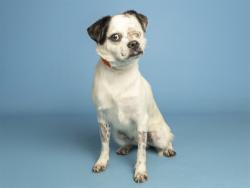 Shelter Stray Male Dog last seen UNKNOWN, 5501 E Van Buren St, Phoenix, AZ 85008, USA