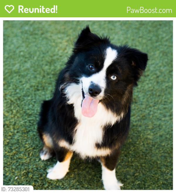 Reunited Male Dog last seen Franela dr, San Jose, CA 95124