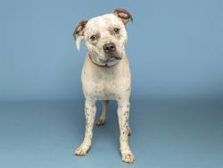 Shelter Stray Male Dog last seen NA, 5501 E Van Buren St, Phoenix, AZ 85008, USA