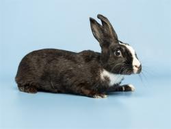 Shelter Stray Female Other last seen RURAL RD AND GUADALUPE RD, 5501 E Van Buren St, Phoenix, AZ 85008, USA