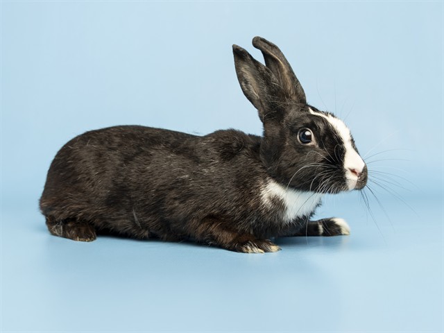 Shelter Stray Female Other last seen RURAL RD AND GUADALUPE RD, 5501 E Van Buren St, Phoenix, AZ 85008, USA