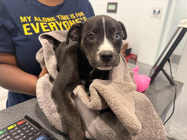 Shelter Stray Female Dog last seen CHARLOTTE, 8315 Byrum Dr, Charlotte, NC 28217, USA
