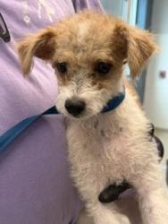 Shelter Stray Female Dog last seen BURLINGTON AC, 221 Stone Quarry Rd, Burlington, NC 27217, USA