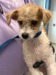 Shelter Stray Female Dog last seen BURLINGTON AC, 221 Stone Quarry Rd, Burlington, NC 27217, USA