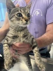 Shelter Stray Female Cat last seen BURLINGTON AC, 221 Stone Quarry Rd, Burlington, NC 27217, USA