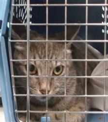 Shelter Stray Unknown Cat last seen , 2811 SE 29th St, Oklahoma City, OK 73129, USA