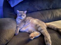 Lost Female Cat last seen 10x Autoplex, Spinx, Travelers Rest, SC 29690