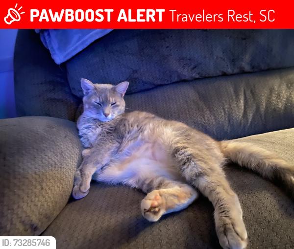 Lost Female Cat last seen 10x Autoplex, Spinx, Travelers Rest, SC 29690