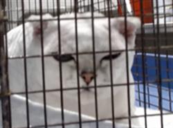 Shelter Stray Male Cat last seen WASHINGTON SQUARE PARK TIED TO BENCH, 1419 Bryant St, San Francisco, CA 94103, USA