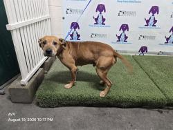 Shelter Stray Male Dog last seen , 2769 Conroy Rd, Orlando, FL 32839, USA