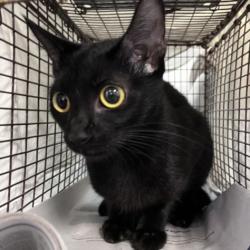 Shelter Stray Female Cat last seen , 1850 W 60th St, Los Angeles, CA 90047, USA