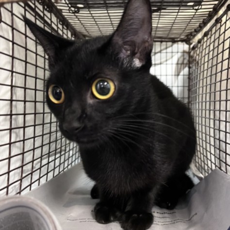 Shelter Stray Female Cat last seen , 1850 W 60th St, Los Angeles, CA 90047, USA