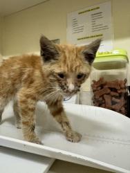 Shelter Stray Male Cat last seen FILBERT ST & WELLS AVE NEAR RAILROAD, 1950 Stevenson Blvd, Fremont, CA 94538, USA