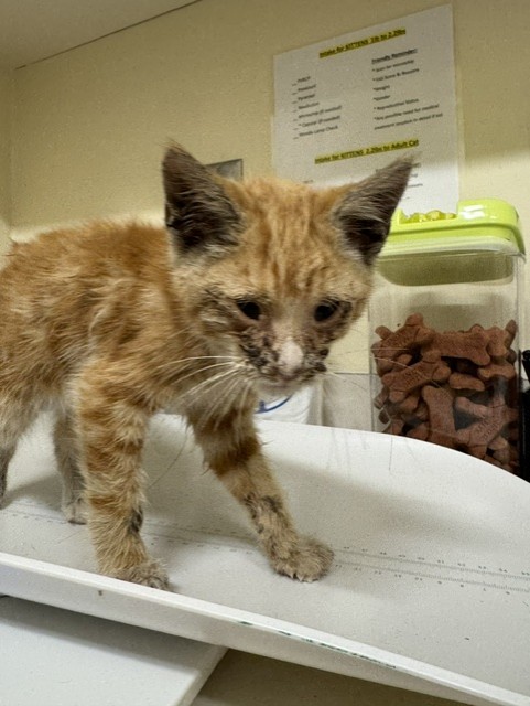 Shelter Stray Male Cat last seen FILBERT ST & WELLS AVE NEAR RAILROAD, 1950 Stevenson Blvd, Fremont, CA 94538, USA