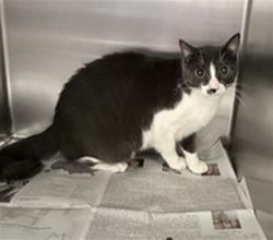 Shelter Stray Male Cat last seen Near BLOCK MOLINO WAY, JURUPA VALLEY CA 92509, 6851 Van Buren Boulevard, Jurupa Valley, CA 92509, USA