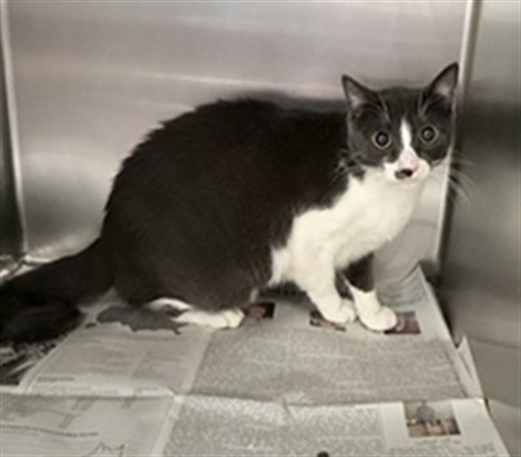 Shelter Stray Male Cat last seen Near BLOCK MOLINO WAY, JURUPA VALLEY CA 92509, 6851 Van Buren Boulevard, Jurupa Valley, CA 92509, USA