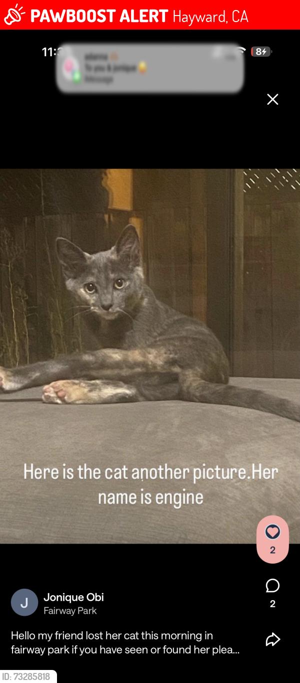 Lost Female Cat last seen rousseau st, Hayward, CA 94544