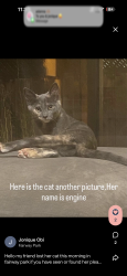 Lost Female Cat last seen rousseau st, Hayward, CA 94544