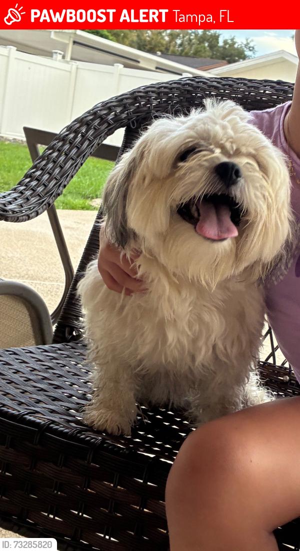 Lost Male Dog last seen Near, Tampa, FL 33624