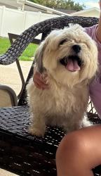 Lost Male Dog last seen Near, Tampa, FL 33624