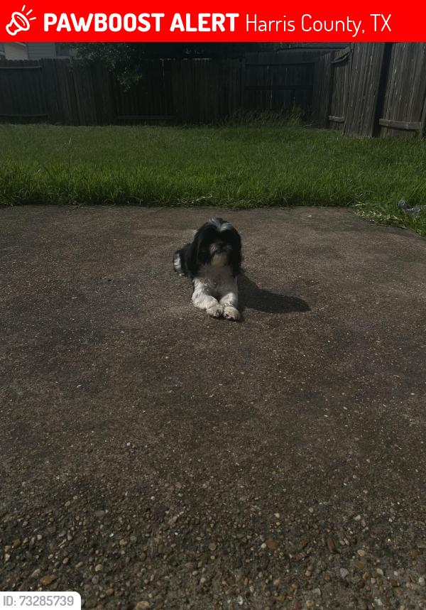 Lost Female Dog last seen Clay rd, Harris County, TX 77449