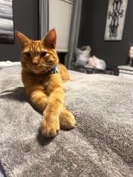 Lost Male Cat last seen Near Griffin Rd, Arlington, TN 38002